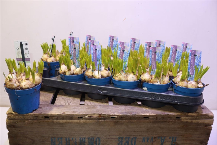 <h4>Muscar Atlantic</h4>