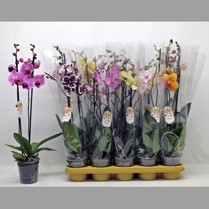 PHAL GEM