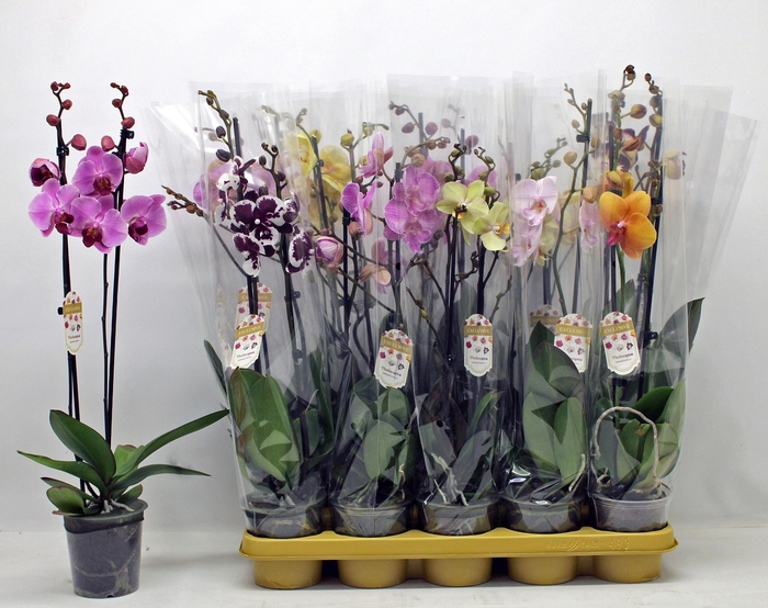 <h4>PHAL GEM</h4>