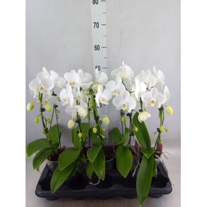 Phalaenopsis   ...white