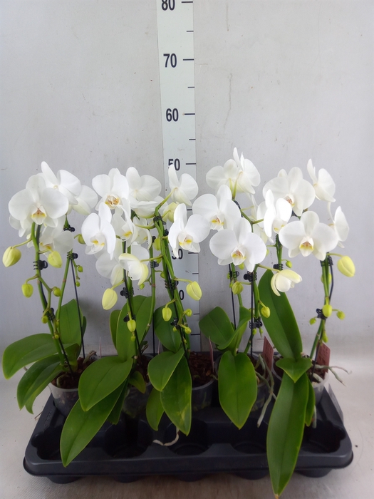 <h4>Phalaenopsis   ...white</h4>
