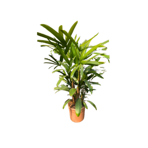 Rhapis excelsa