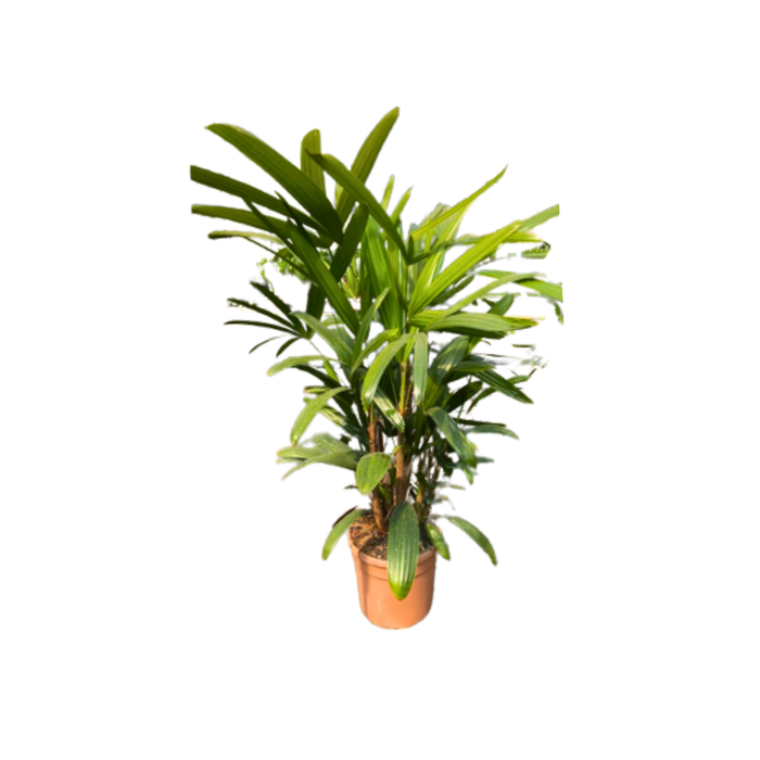 <h4>Rhapis excelsa</h4>