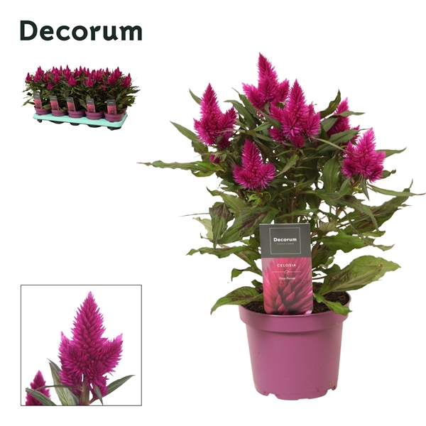 <h4>Celosia 'Deep Purple' with label | Decorum</h4>