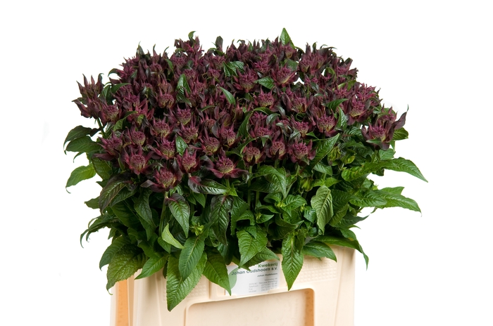 MONARDA PURPLE FOUNT