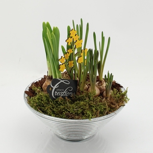 BLCR-2637 Bulbs creations