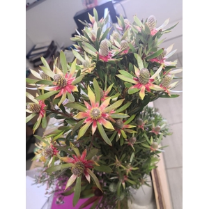 Leucadendron Ayoba Star Pearl