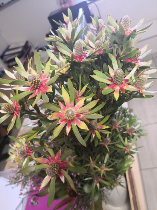 <h4>Leucadendron Ayoba Star Pearl</h4>