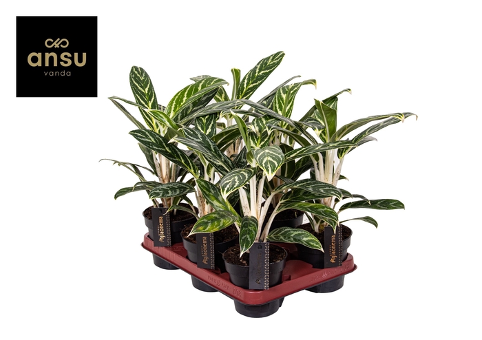 <h4>Aglaonema Ivy Green</h4>