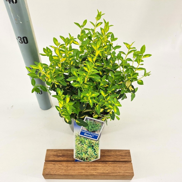 <h4>Euonymus fort. 'Blondy'®</h4>