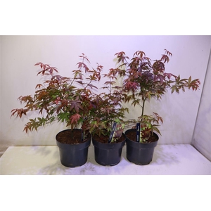 Acer Pa Atropurpureu