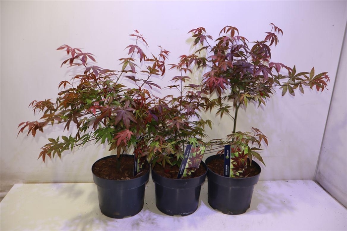 <h4>Acer Pa Atropurpureu</h4>