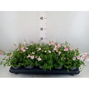 Diascia  'Piccadilly Appleblossom'