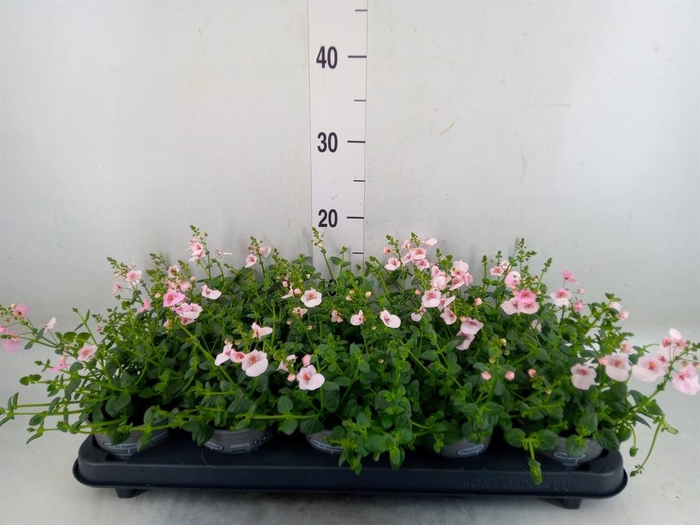 <h4>Diascia  'Piccadilly Appleblossom'</h4>