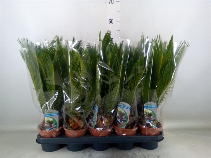 <h4>Cycas revoluta</h4>