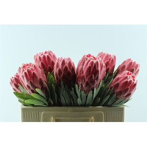 Protea Venus