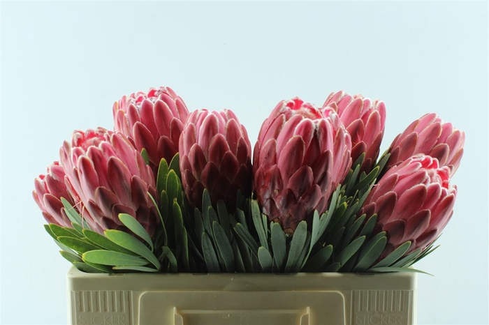 <h4>Protea Venus</h4>