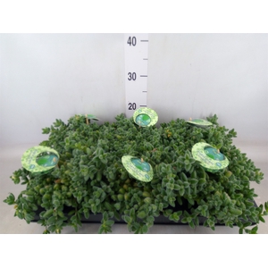 Delosperma echinatum