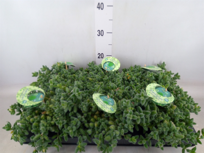 <h4>Delosperma echinatum</h4>