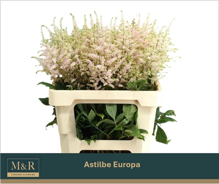 <h4>ASTIL JA EUROPA</h4>