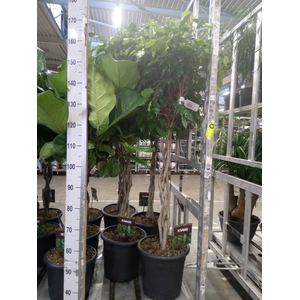 Ficus benja. 'Exotica'