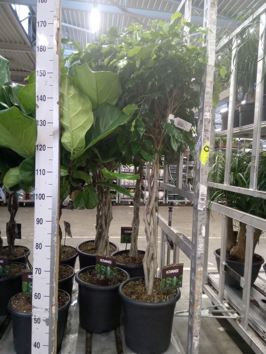 <h4>Ficus benja. 'Exotica'</h4>