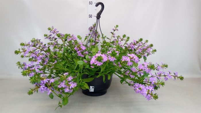 <h4>Scaevola aemula 'Blue Fan'</h4>