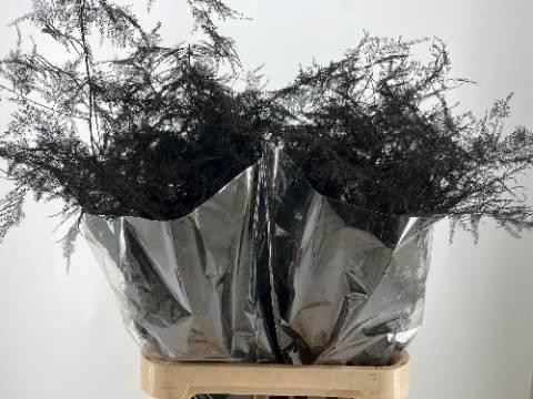 <h4>ASP OV KLB H%</h4>