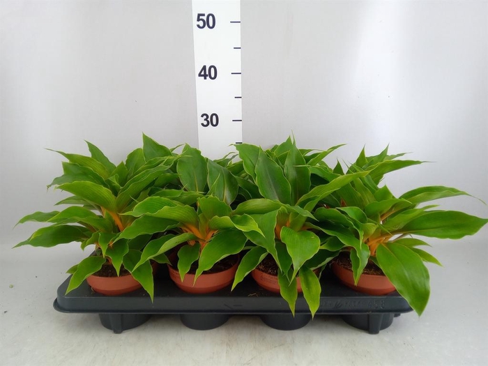 <h4>Chlorophytum orchi. 'Fire Flash'</h4>