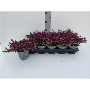 Eric Da Kramers Rote