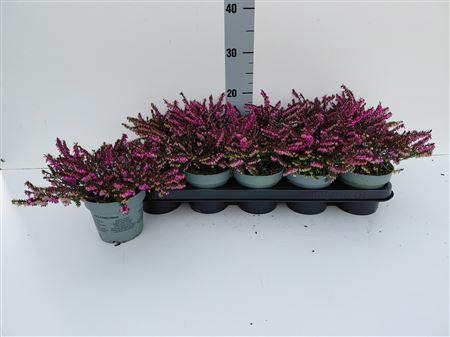 <h4>Eric Da Kramers Rote</h4>