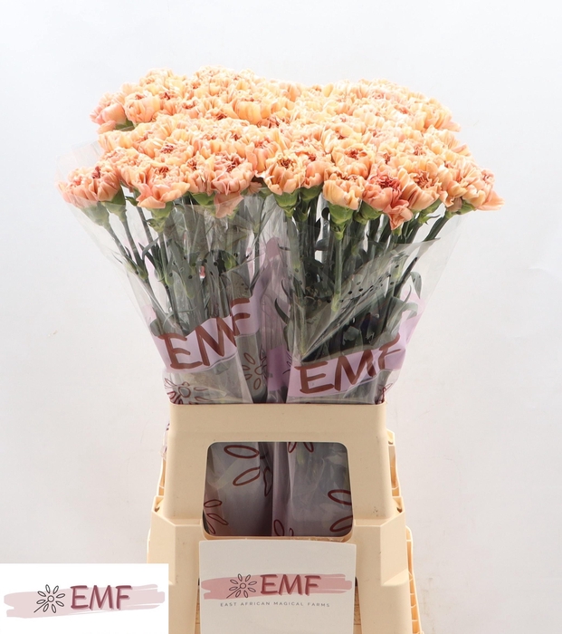 <h4>DI ST SAONA+</h4>