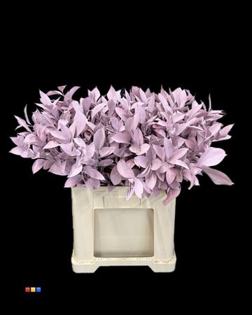 <h4>Ruscus Light Pink</h4>