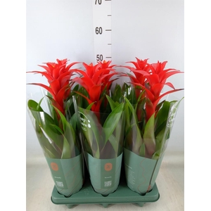 Guzmania  'Calypso'