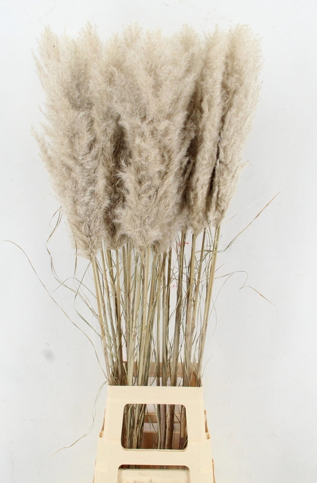 <h4>DROOGBL ONBEWERKT</h4>