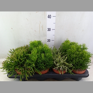 Rhipsalis   ...mix
