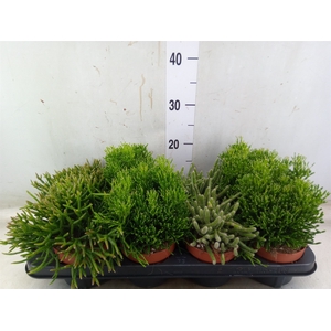 Rhipsalis   ...mix