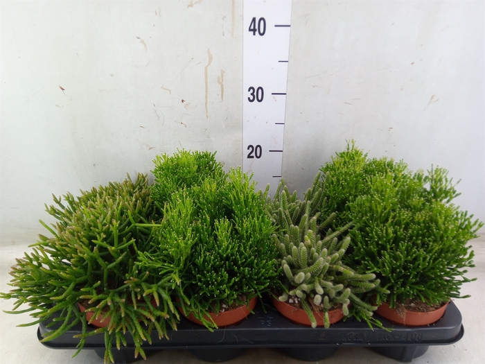 <h4>Rhipsalis   ...mix</h4>