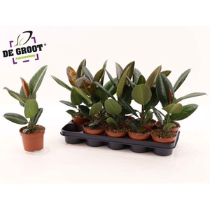 Ficus elastica 'Robusta'