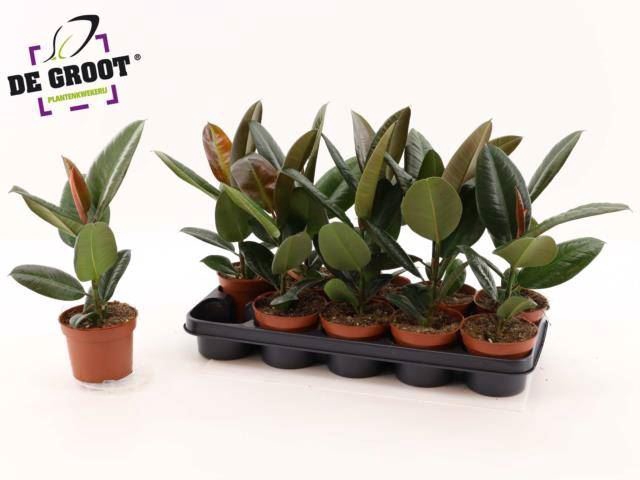 <h4>Ficus elastica 'Robusta'</h4>