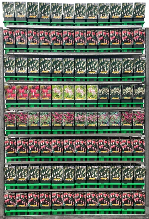 <h4>Dicentra formosa</h4>