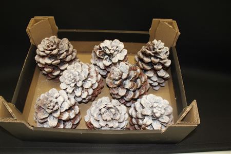 <h4>Pinea Naturel Snow</h4>