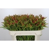 Leucadendron Ayoba Cherry Pearl Spray