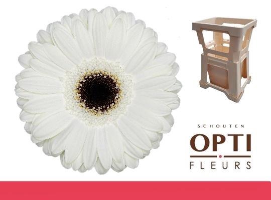 <h4>GE GR WHITE HOUSE</h4>