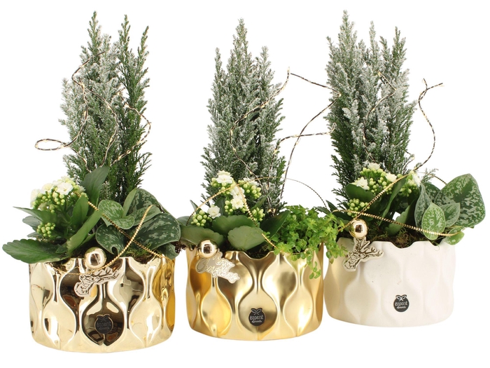 <h4>61630: X-mas arrangement</h4>