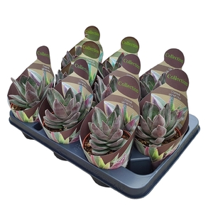 CRASSULA GARNET LOTUS - POT Ø 10,5 - COLLECTION WITH POTCOVER (SUCCULENTEN)