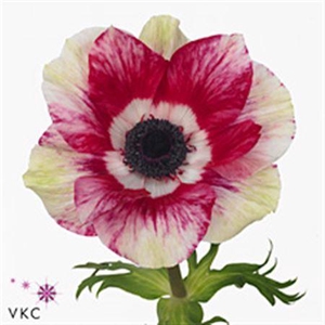 Anemone Mistral Tigre