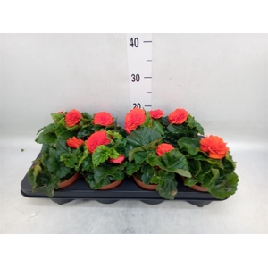 Begonia tuber.   ...