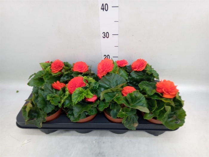 <h4>Begonia tuber. ...</h4>