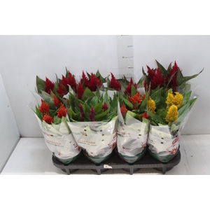 CELOSIA P14 VARIADO